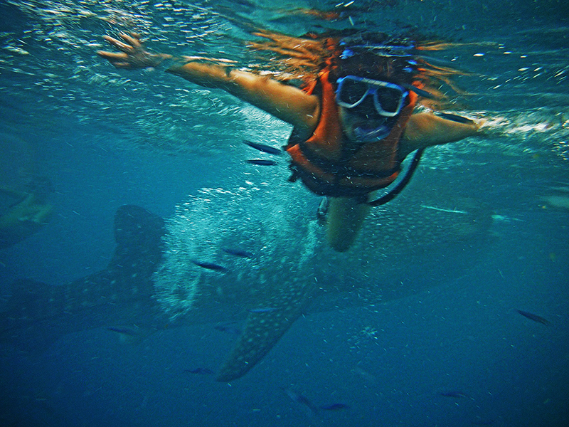 Whale Sharks, Cebu, Philippines