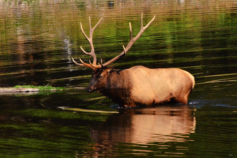 Washington State Rosevelt Elk