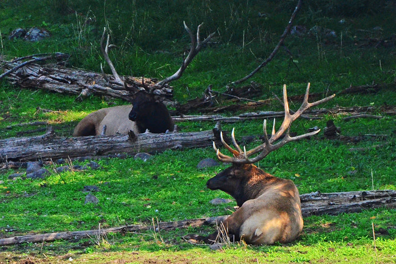 Washington State Rosevelt Elk
